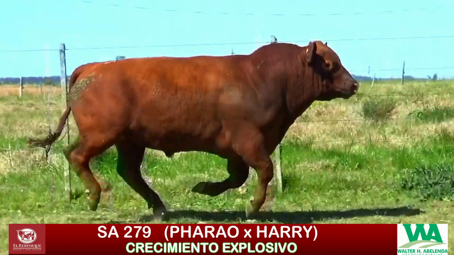 Lote Toros a remate en ANGUS EL REBENQUE, Florida