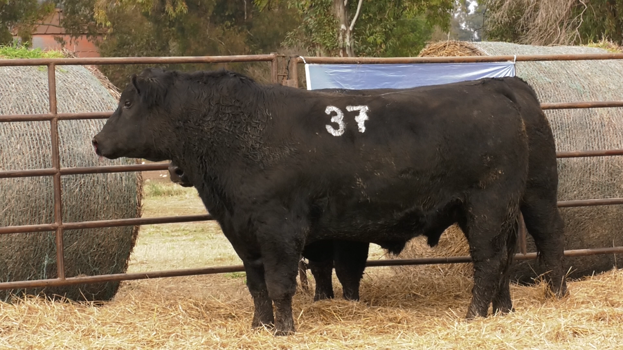 Lote TOROS ANGUS NEGROS  PC