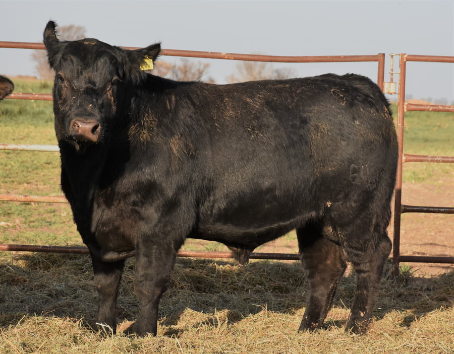 Lote TOROS (Corral 16)