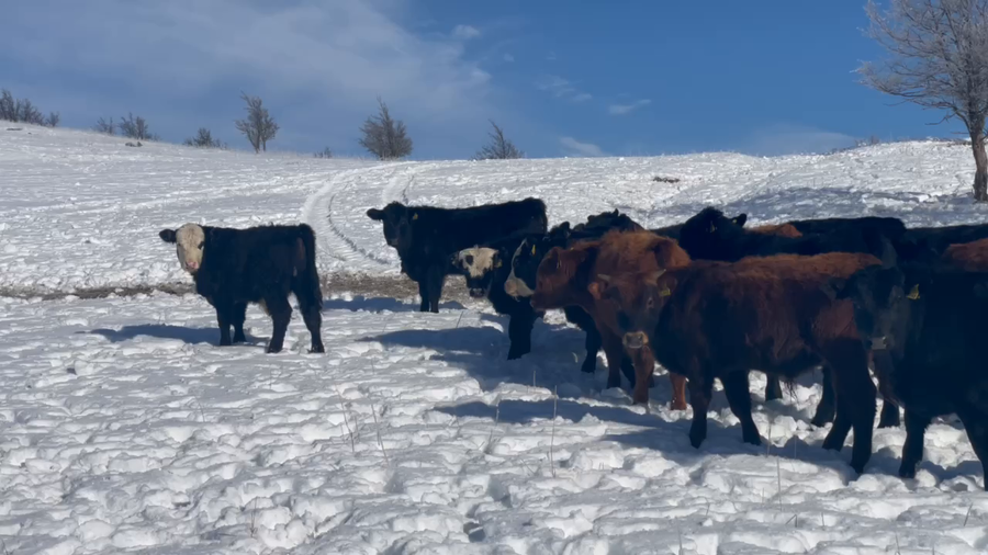 Lote 40 Ternero en Coyhaique, XI Región Aysén