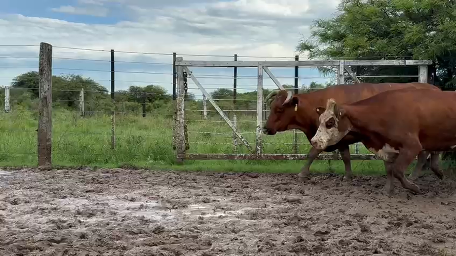 Lote 28 Vacas usadas preñadas