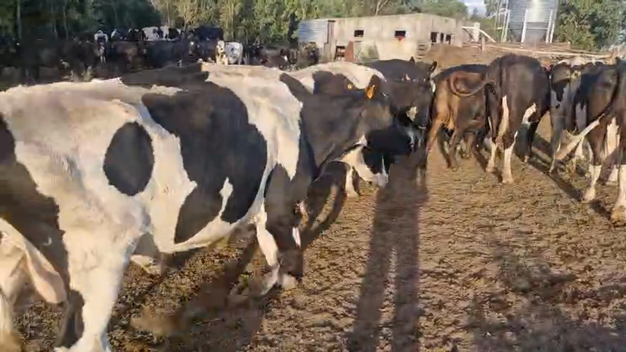 Lote 9 Vaca, San José