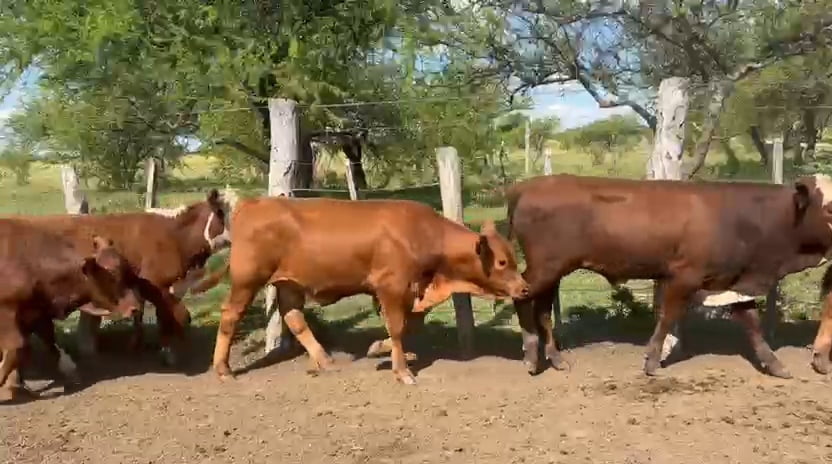 Lote 50 Terneros en Corrientes, Curuzu Cuatia