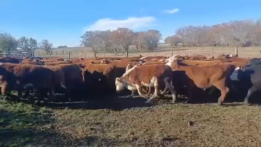 Lote 100 Terneros en Entre Ríos, San Salvador