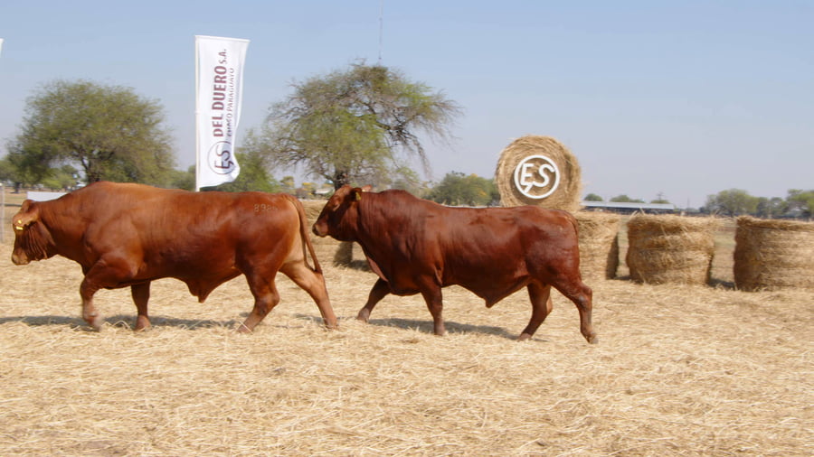 Lote TOROS