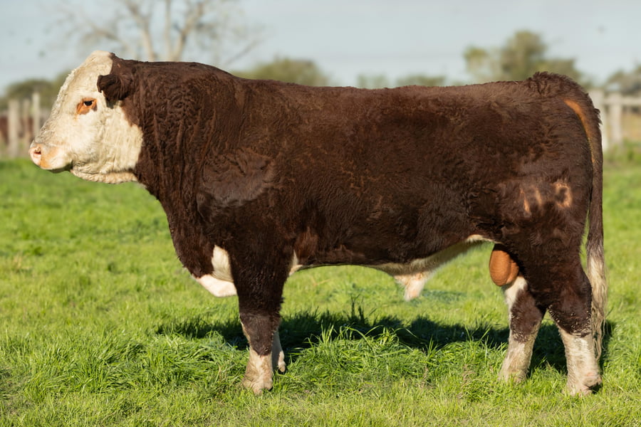 Lote Hereford