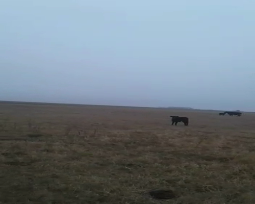 Lote 70 Terneros en Gral. Lamadrid, Buenos Aires