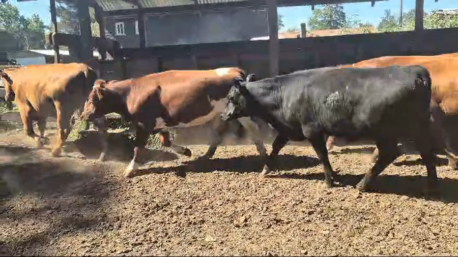 Imagen 2 del Lote Lote 31 Novillo Engorda en Osorno, X Región Los Lagos