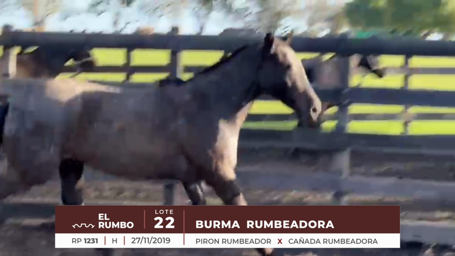 Lote BRUMA RUMBEADORA
