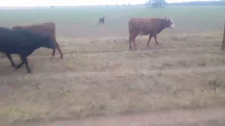 Lote 150 Terneros en La Pampa, Pichi-Huinca