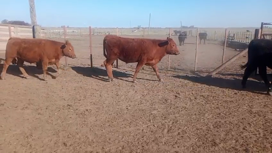 Lote 220 Novillitos