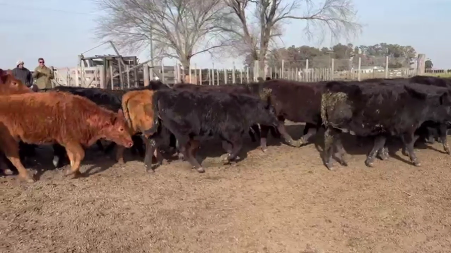 Lote 70 TERNS. HEMBRAS, TANDIL, BS. AS.