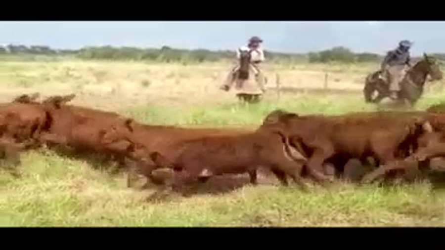 Lote 200 Terneras en Las Lomitas, Formosa