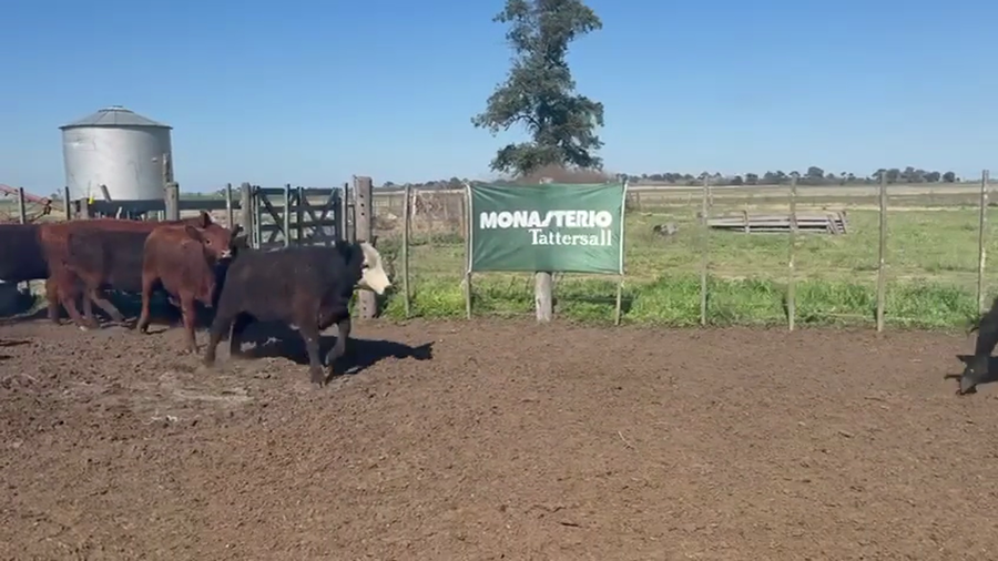 Lote 65 Terneras en Daireaux