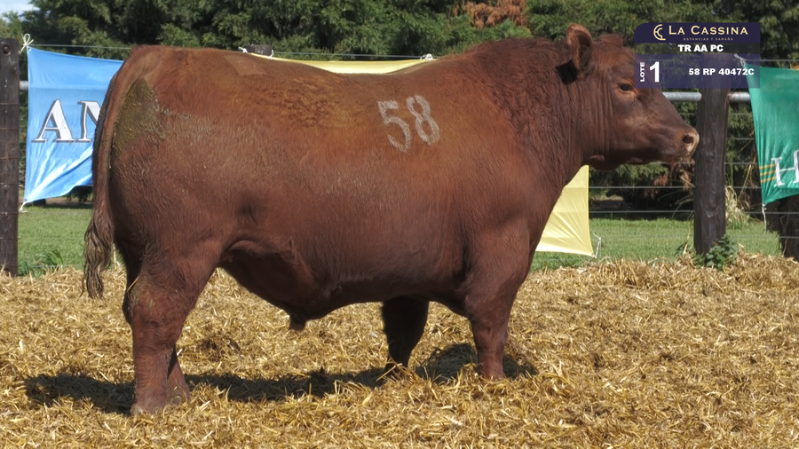 Lote TOROS ANGUS PURO CONTROLADO