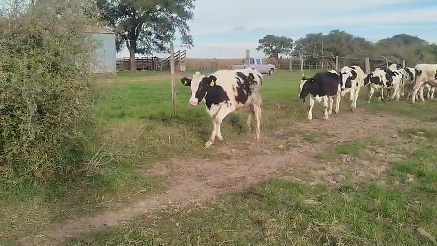 Lote 17 Novillitos Holando Argentino en Morteros, Cordoba