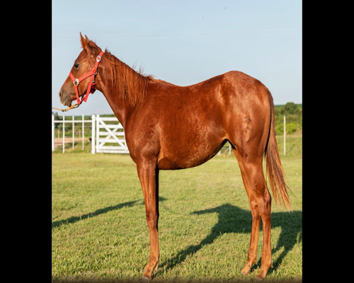 Lote AB SANDY SHADOW TIME