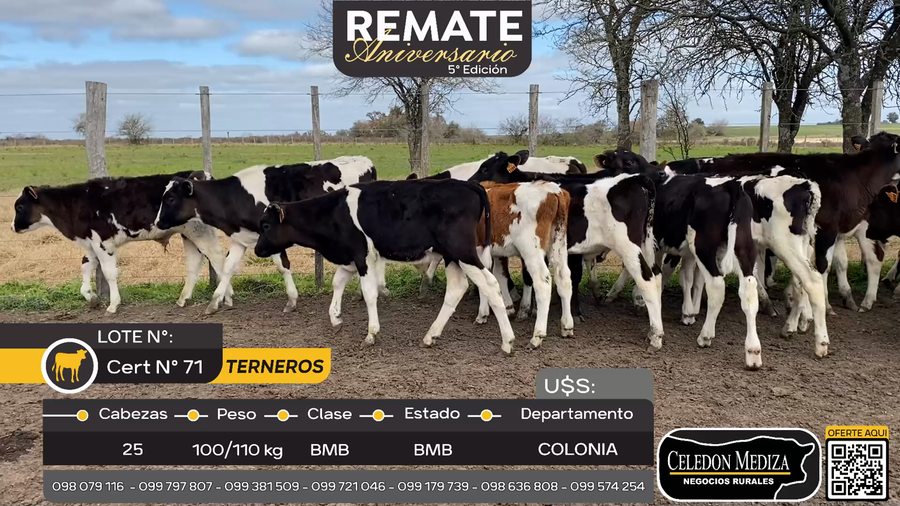 Lote 25 Terneros  a 5 km de Palo Solo , Colonia