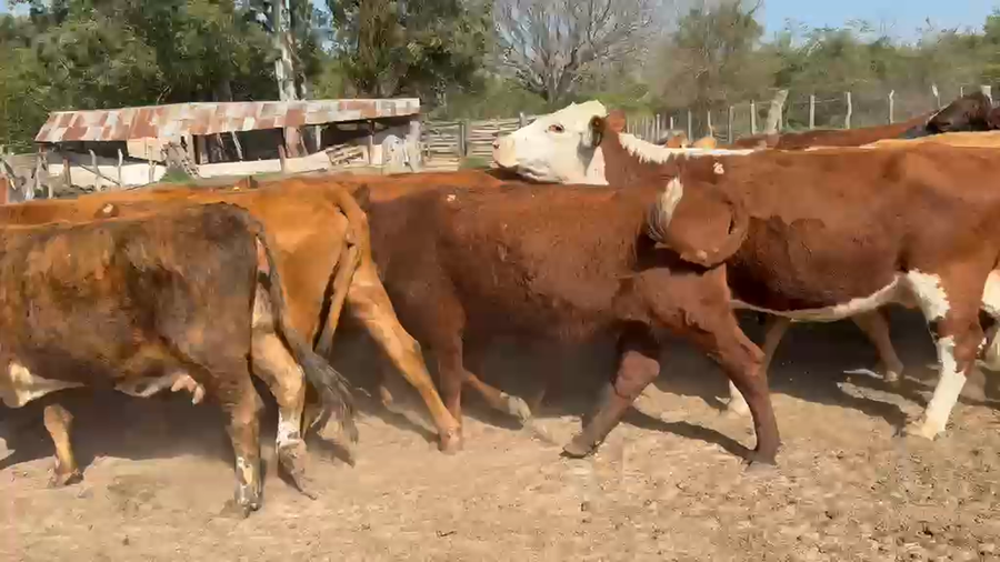 Lote 30 Vacas de invernar en Corrientes, Lavalle