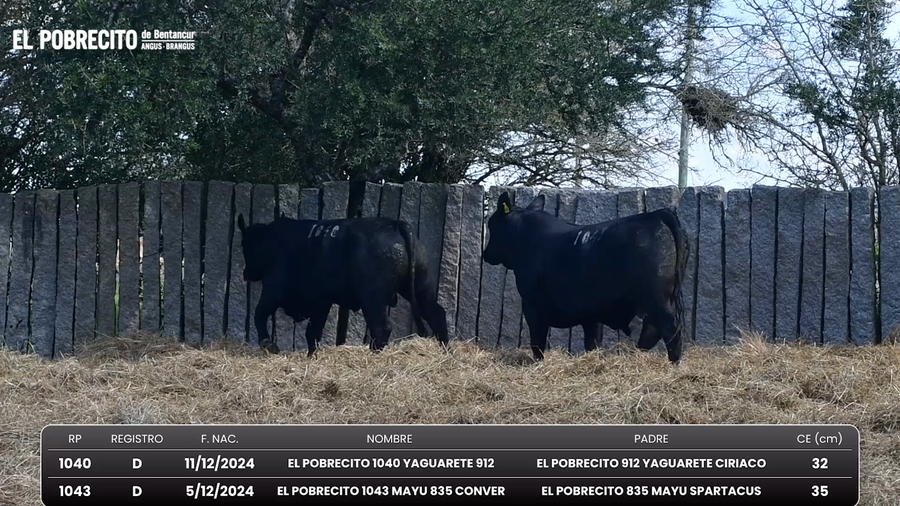 Lote Toros Brangus