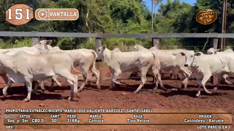 Lote LOTE 151 - PANTALLA