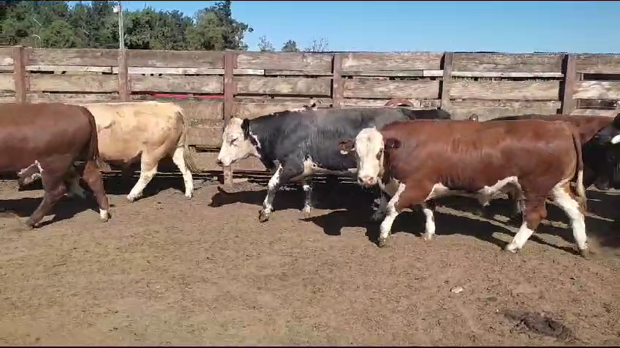 Lote 20 Novillo Gordo en Los Ángeles, VIII Región Biobío