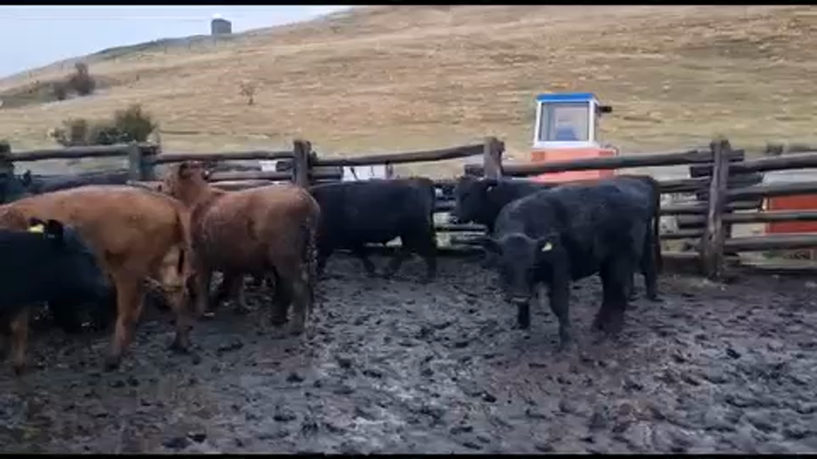 Lote 48 Novillo Engorda en XI Región Aysén, Coyhaique