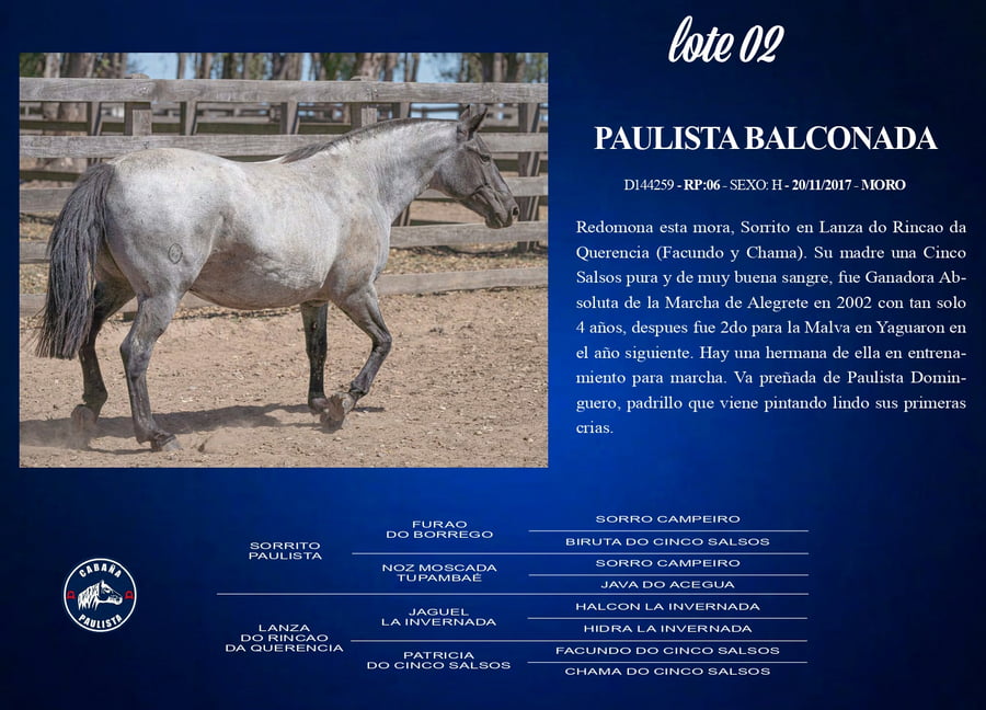 Lote Paulista Balconada