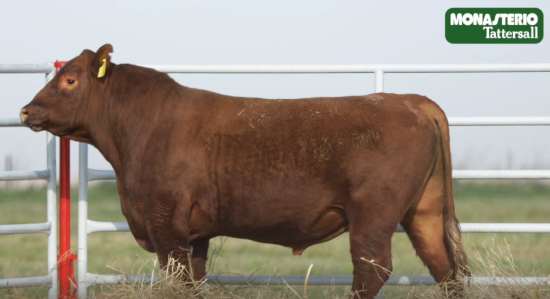 Lote TOROS GENERALES, CONTROLADOS Y REGISTRADOS