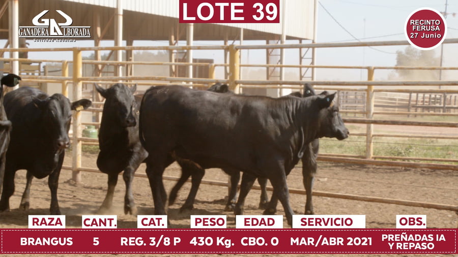 Lote Reproductores de Alborada - Lote 39