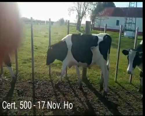 Lote (Vendido)17 Novillos  16 HO - 1 RA      a remate en Remate virtual de Coco Morales & Asoc. 282kg -  en COLONIA LARRAÑAGA, RUTA 12 KM KM95