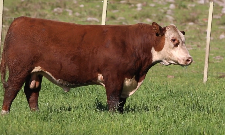 Lote Santa Maria de Arapey