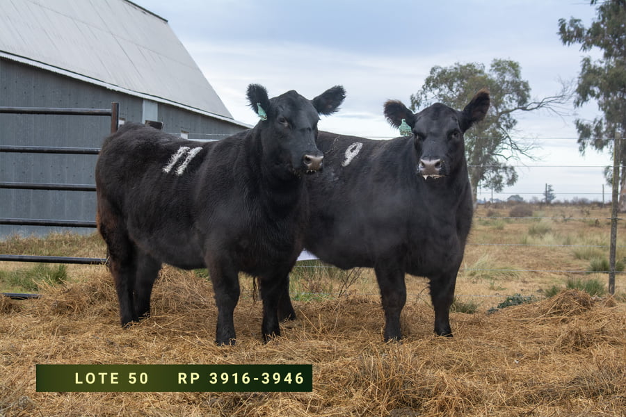 Lote VAQUILLONAS  P.P.