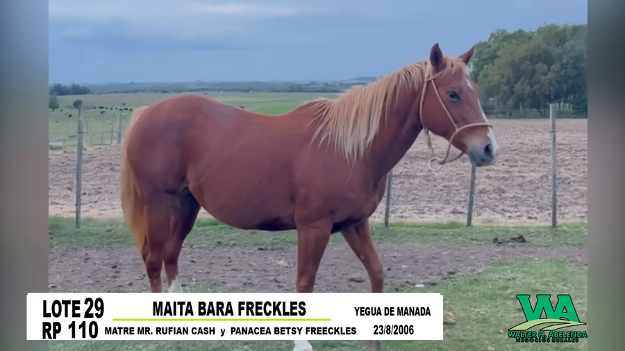 Lote MAITA BARA FRECKLES