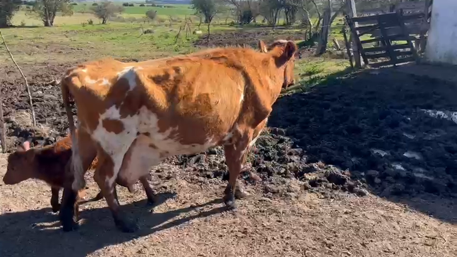 Lote Piezas de cría a remate en Pantalla Aniversario - Escritorio Camy, San José