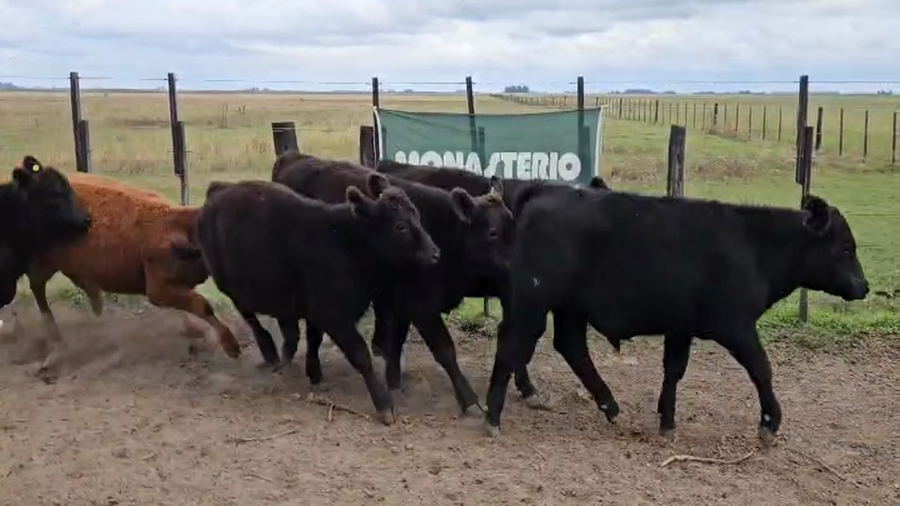 Lote 32 Terneros en Bolivar