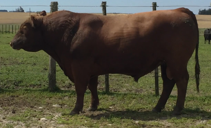 Lote Toros a remate en Cabaña Rebenque , Florida