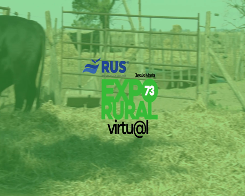 Lote TORO BRANGUS REG. AVANZADO