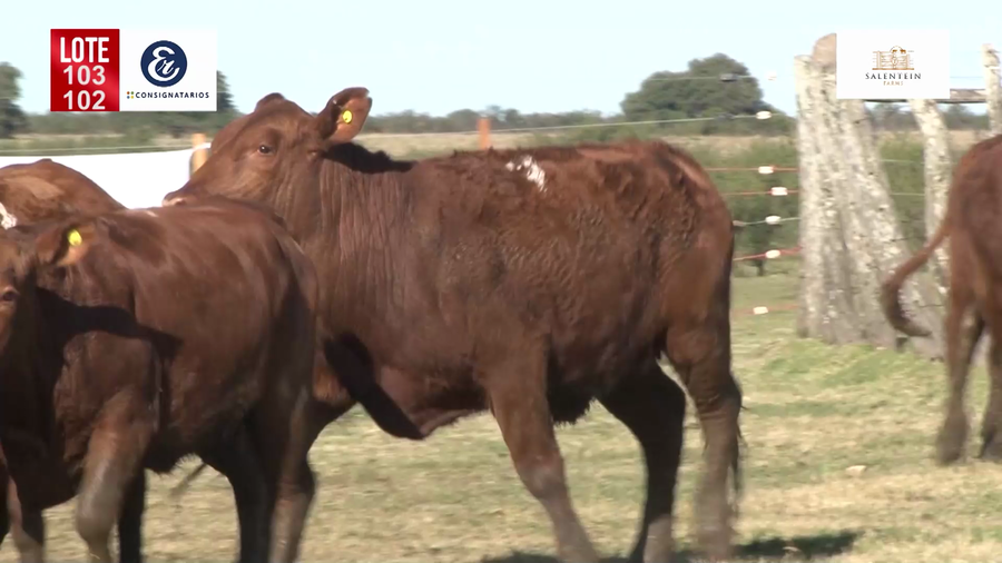 Lote Vaquillas Braford Generales para Servicio