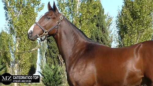 Lote CATEDRATICO TOP (CITYSCAPE - MISS TOP ONE)