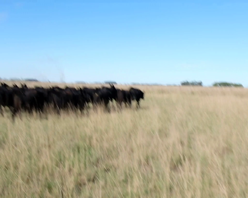Lote Vaquillonas Angus Vacias en Olavarria, PBA.-