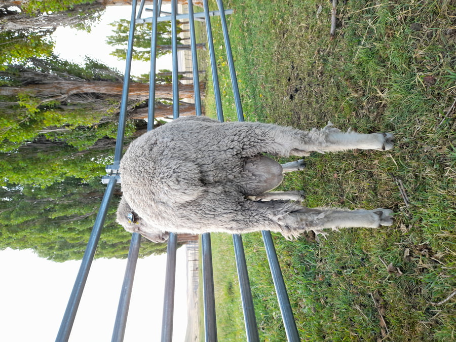 Lote Carnero TOP, 21-1409