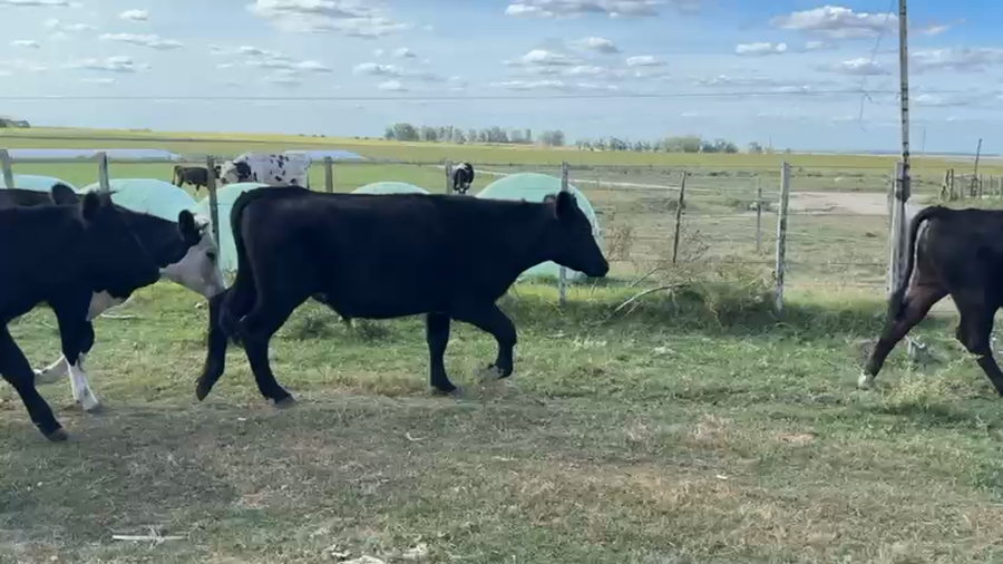 Lote NOVILLOS 1 a 2 AÑOS