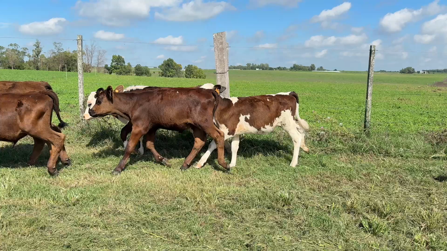 Lote TERNEROS Y TERNERAS