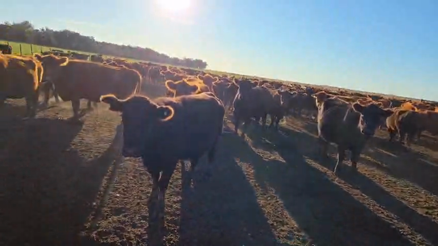 Lote 50 Vaquillonas/Vacas con cría en Buenos Aires, Ayacucho