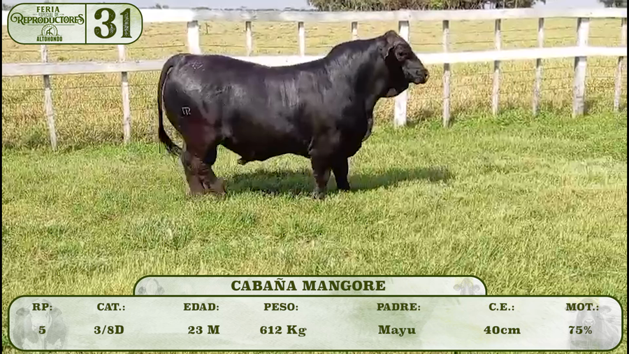 Lote LOTE 31