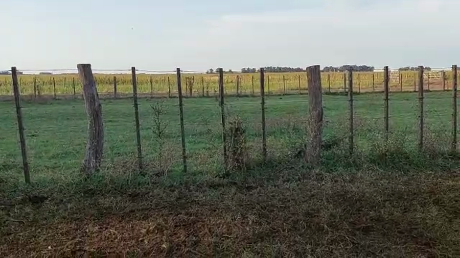 Lote 50 Terneras en Rauch, Buenos Aires