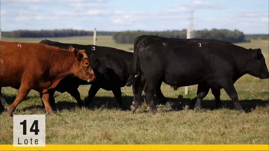 Lote (Vendido)Toros a remate en Subasta Toros de La Competencia, Montevideo