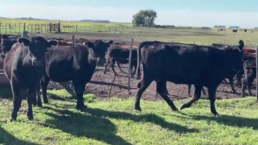 Lote 25 VAQUILLONAS DE INVERNADA, OLAVARRÍA, BS. AS.