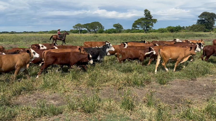Lote 70 Terneros en Corrientes, San Roque